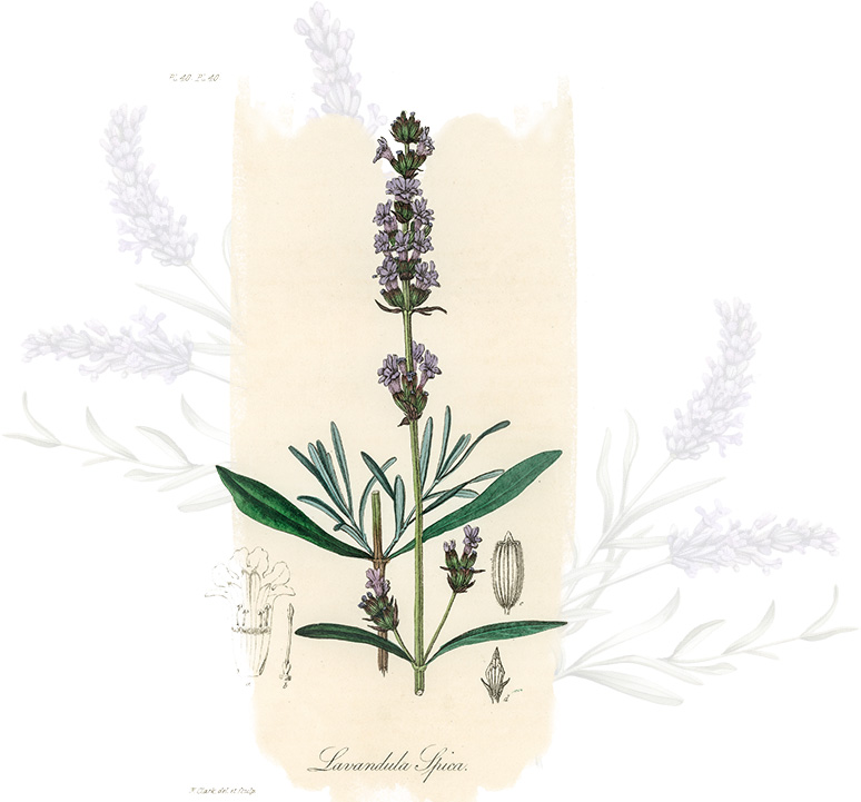 Old Timey Lavender